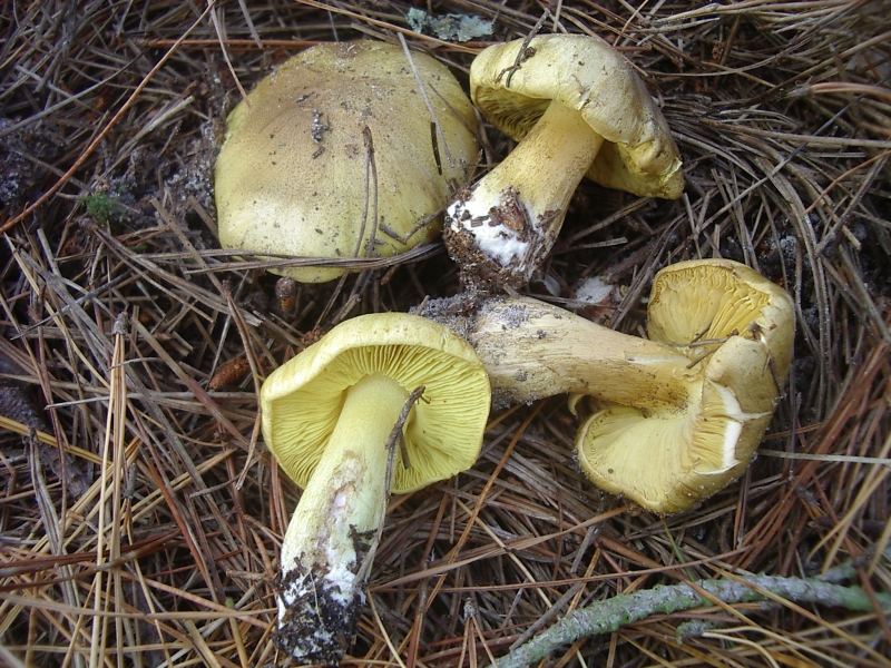 Foto di Agarico equestre (Tricholoma equestre)