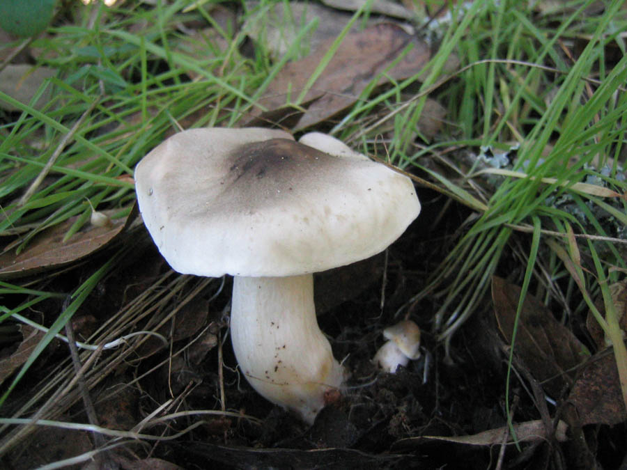 Foto di Agarico tigrato (Tricholoma pardinum)