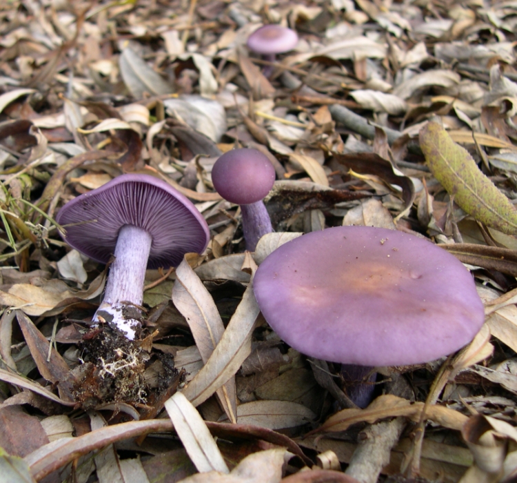 Foto di Agarico violetto (Lepista nuda)