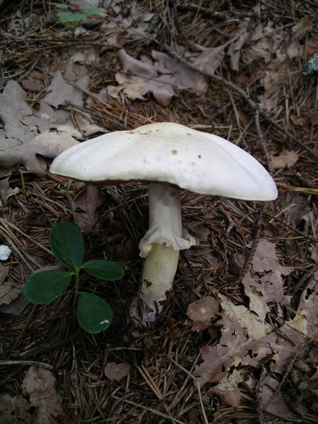 Foto di Agarico xantoderma (Agaricus xanthoderma)