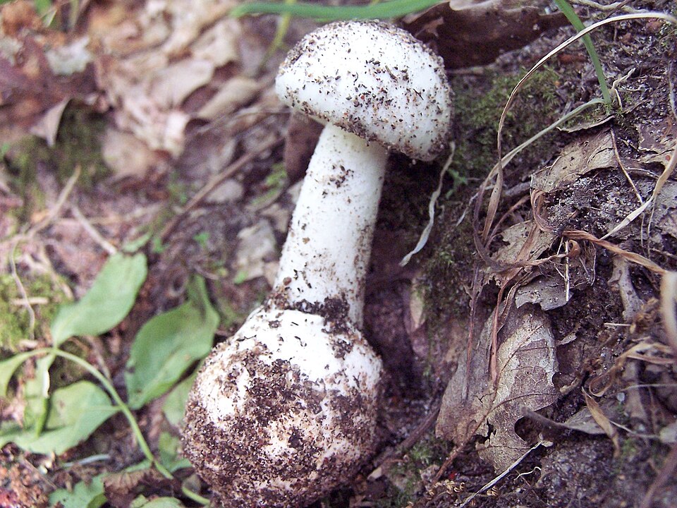 Foto di Tignosa primaverile (Amanita verna e Amanita virosa)