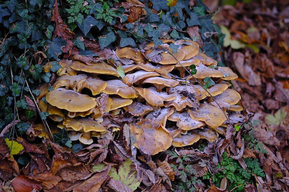 Foto di Chiodino (Armillaria mellea)