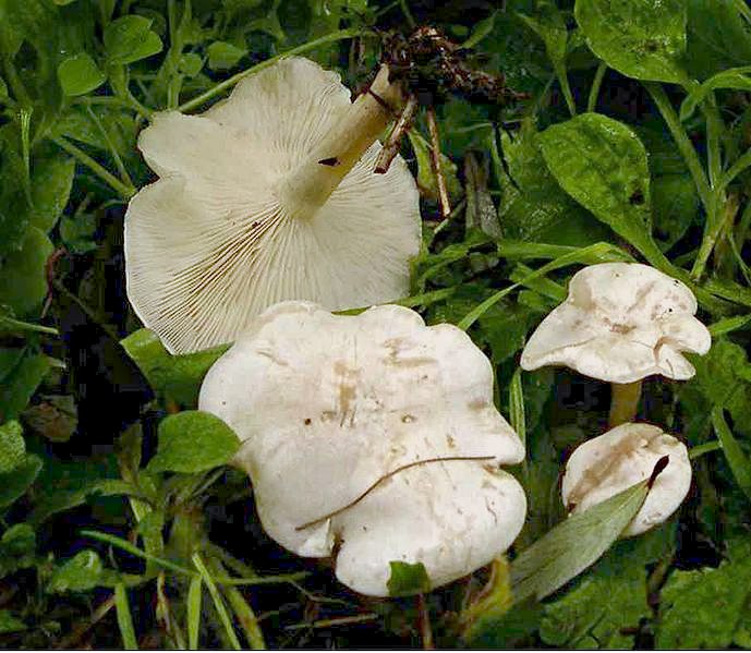 Foto di Clitocibe bianca (Clitocybe dealbata e C. rivulosa)