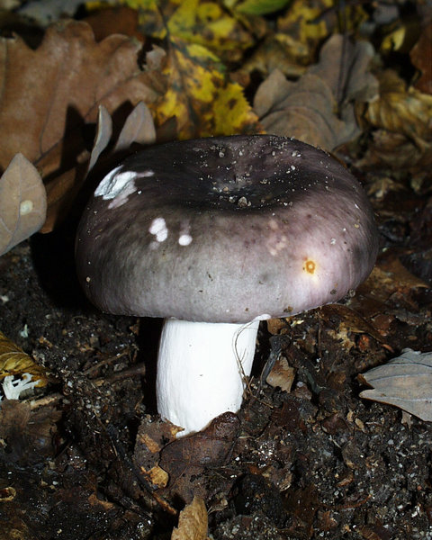 Foto di Colombina (Russula cyanoxantha)