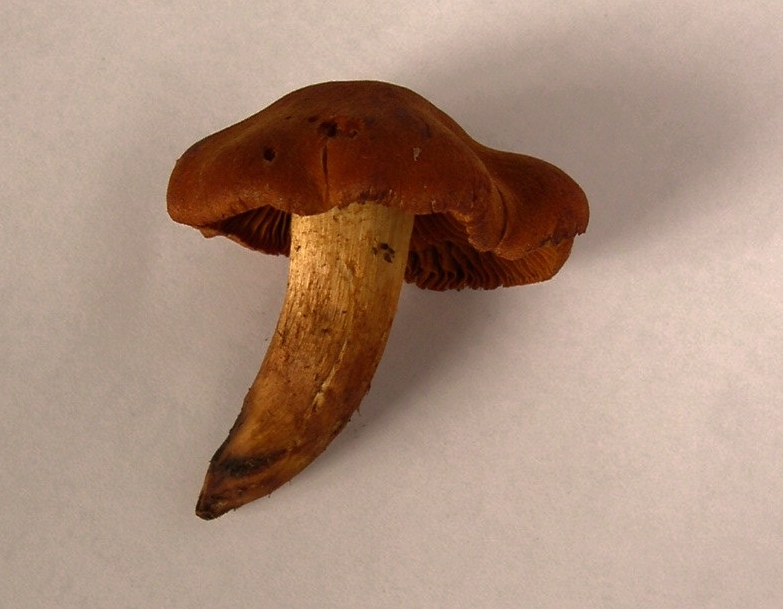 Foto di Cortinario orellano (Cortinarius orellanus e C. rubellus)