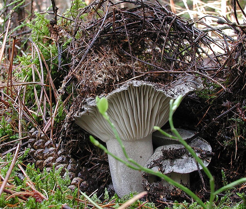 Foto di Dormiente (Hygrophorus marzuolus)