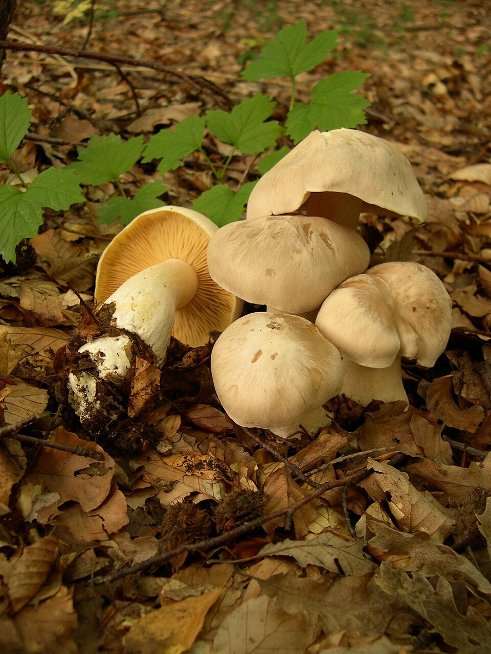Foto di Entoloma livido (Entoloma sinuatum)