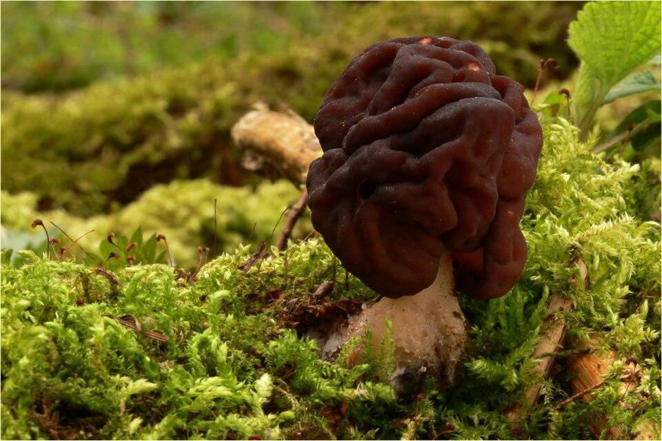 Foto di Falsa spugnola (Gyromitra esculenta)