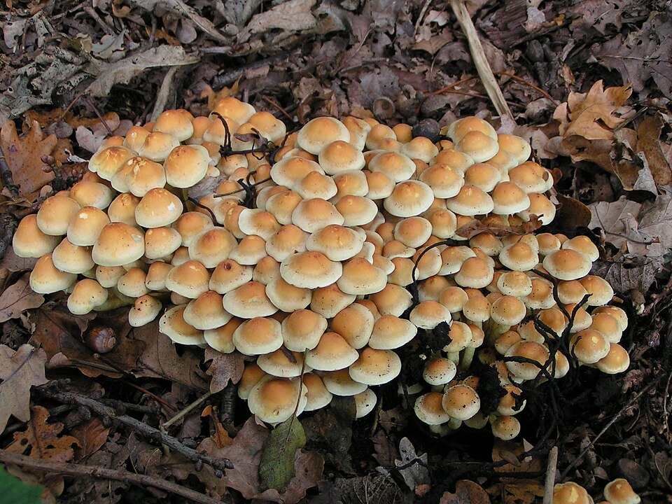 Foto di Falso chiodino (Hypholoma fasciculare)
