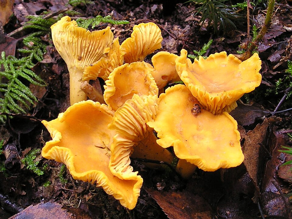 Foto di Finferlo (Cantharellus cibarius)