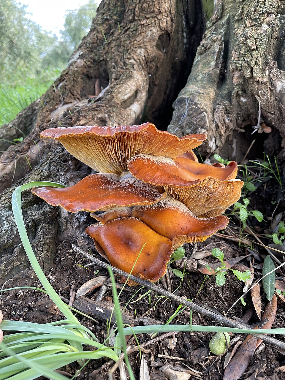 Foto di Fungo dell'olivo (Omphalotus olearius)