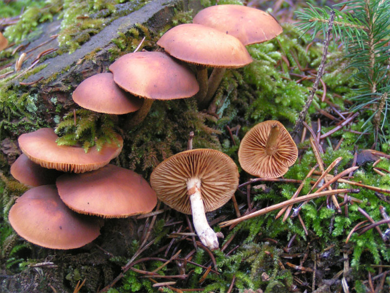 Foto di Galerina marginata (Galerina marginata)