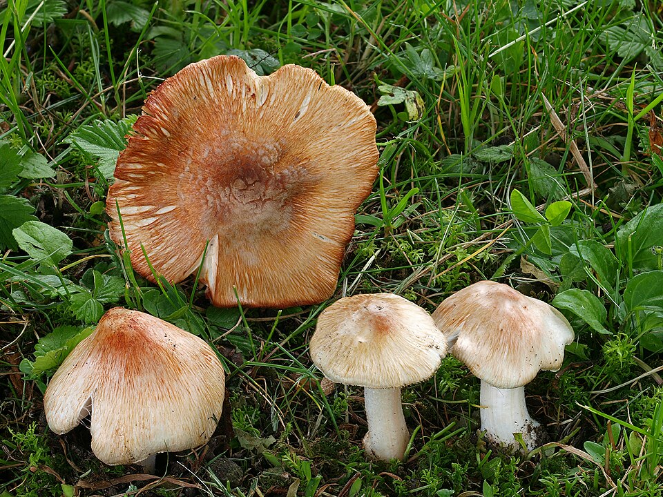 Foto di Inocibe di Patouillard (Inocybe erubescens)