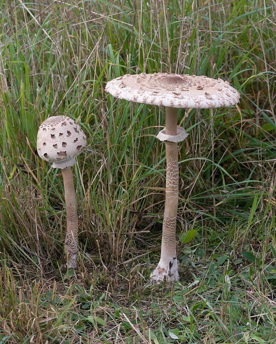 Foto di Mazza di tamburo (Macrolepiota procera)