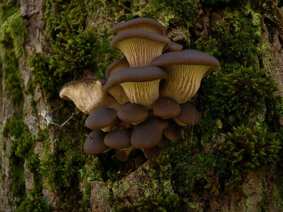 Foto di Orecchione (Pleurotus ostreatus)