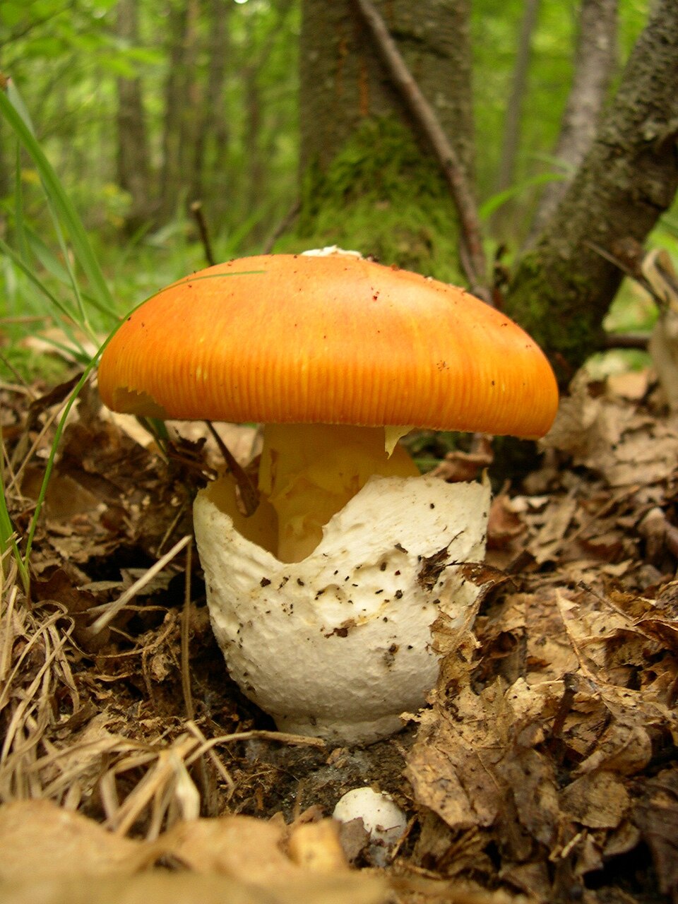 Foto di Ovolo buono (Amanita caesarea)