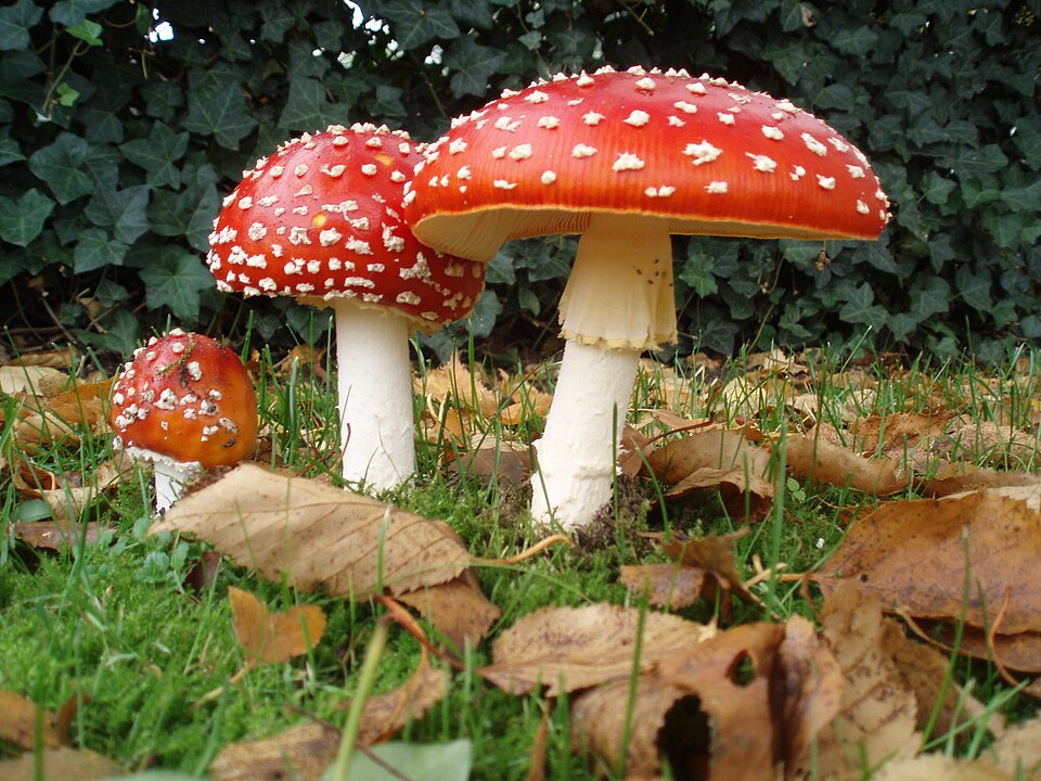 Foto di Ovolo malefico (Amanita muscaria)