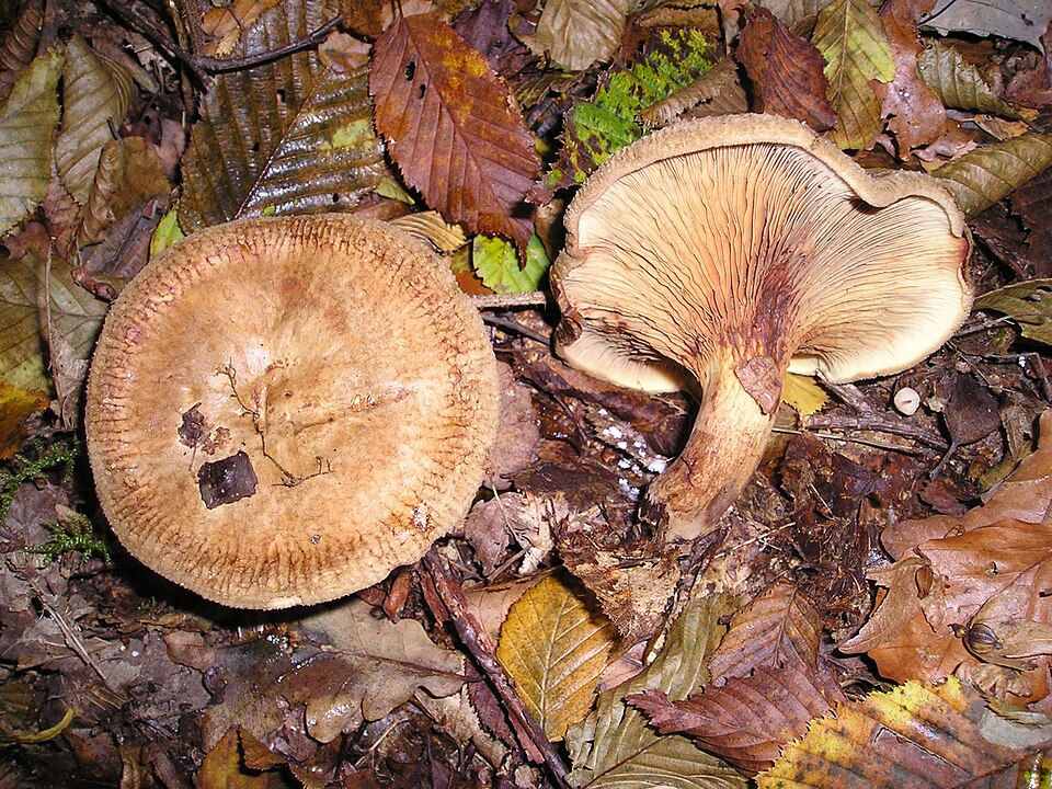 Foto di Agarico involuto (Paxillus involutus)