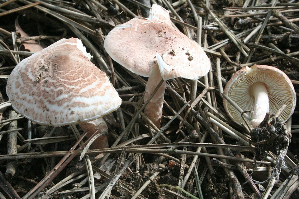Foto di Piccole lepiote (Lepiota brunneoincarnata e piccole lepiote)