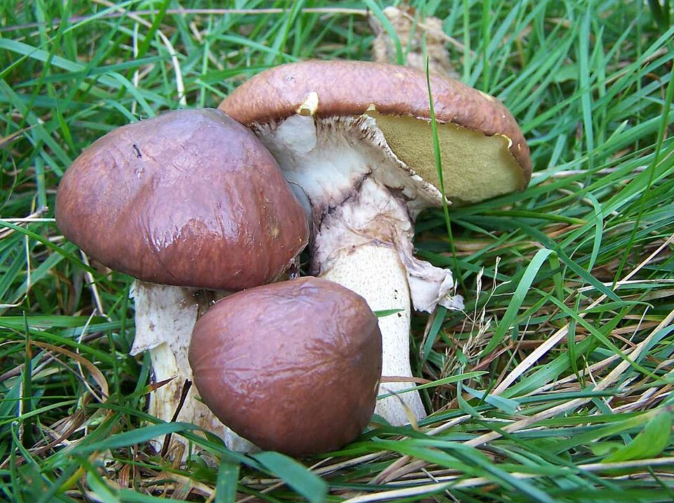 Foto di Pinarolo (Suillus luteus)