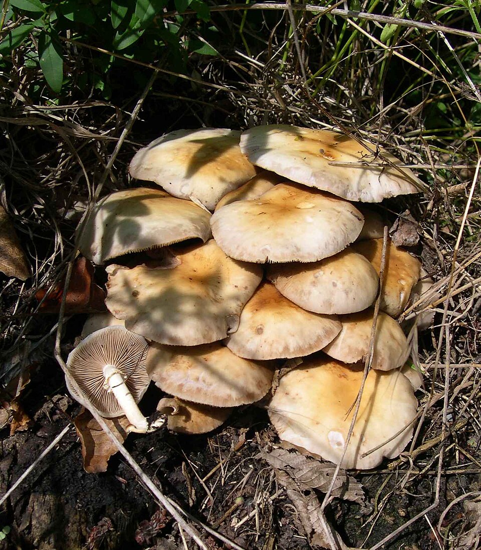 Foto di Pioppino (Cyclocybe aegerita)