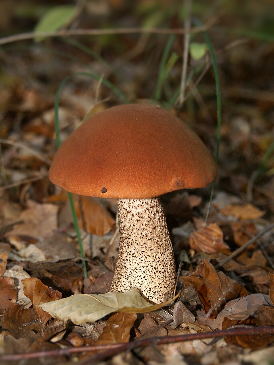 Foto di Porcinello (Leccinum aurantiacum e L. scabrum)