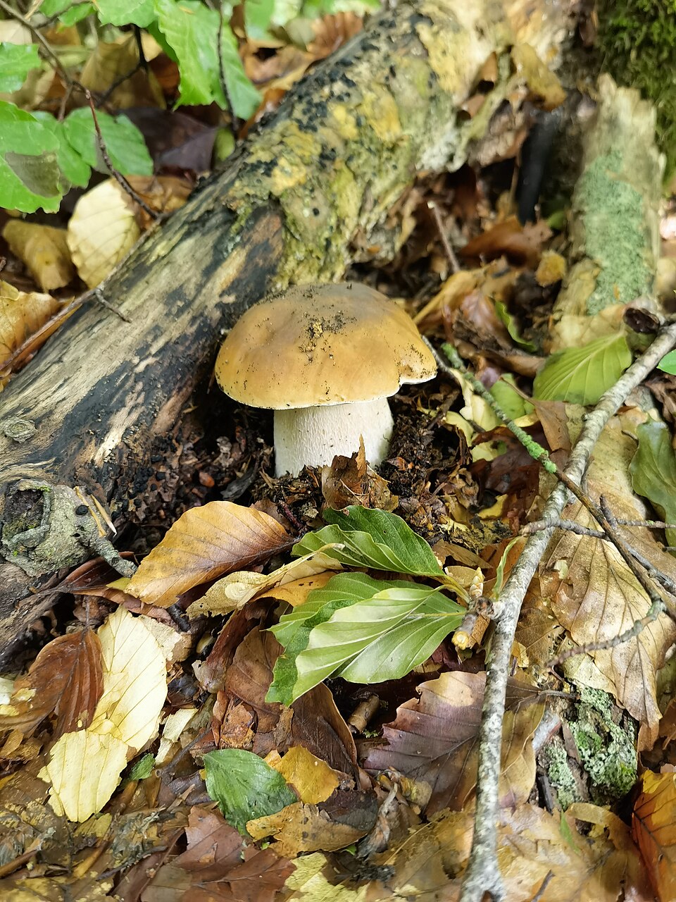 Foto di Porcino (Boletus edulis)