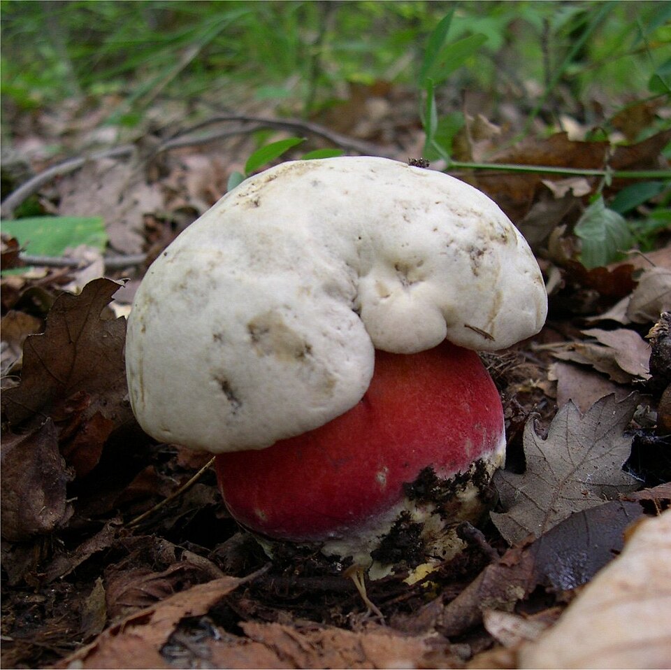Foto di Porcino malefico (Rubroboletus satanas)