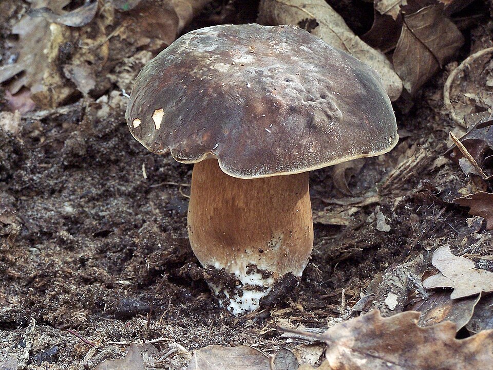 Foto di Porcino nero (Boletus aereus)