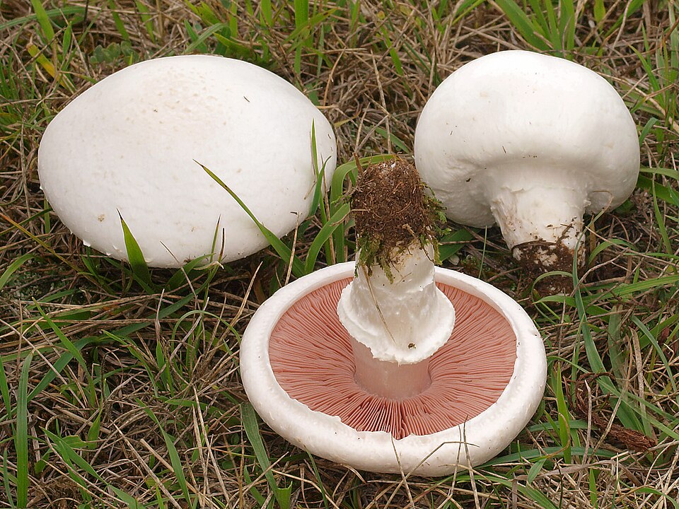 Foto di Prataiolo (Agaricus campestris)