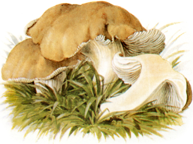 Foto di Prugnolo (Calocybe gambosa)