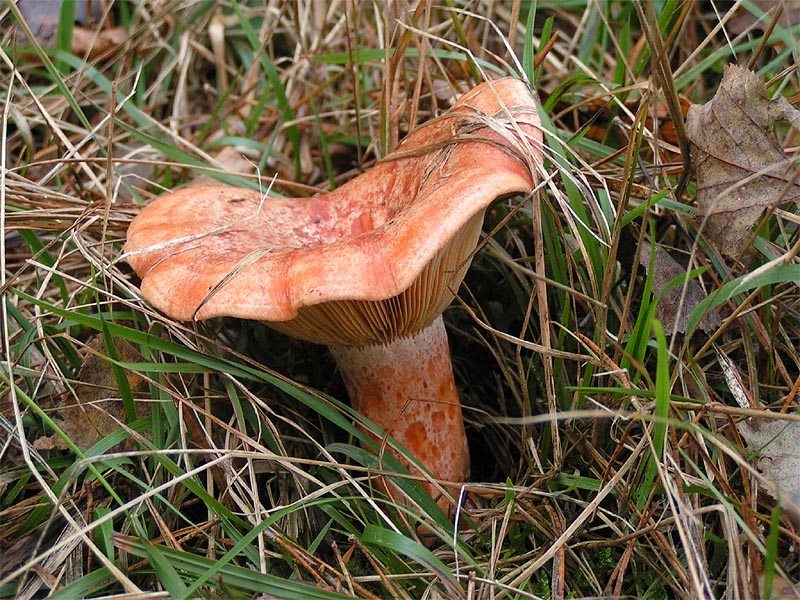 Foto di Sanguinello (Lactarius deliciosus)