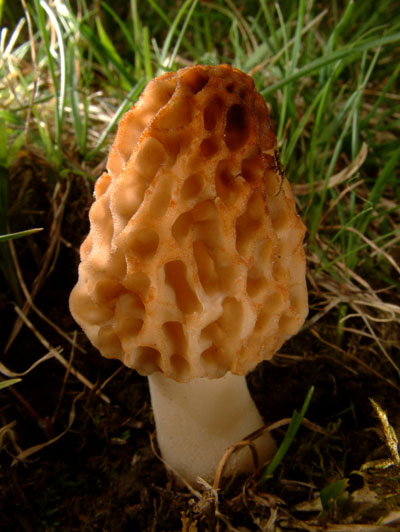 Foto di Spugnola (Morchella esculenta e M. conica)