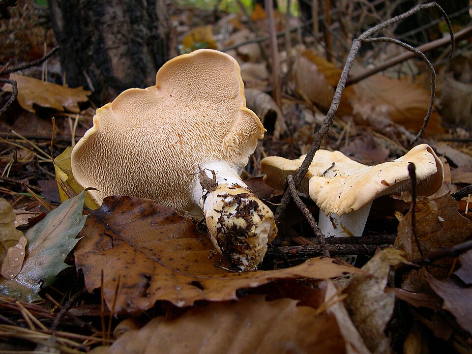 Foto di Steccherino dorato (Hydnum repandum)