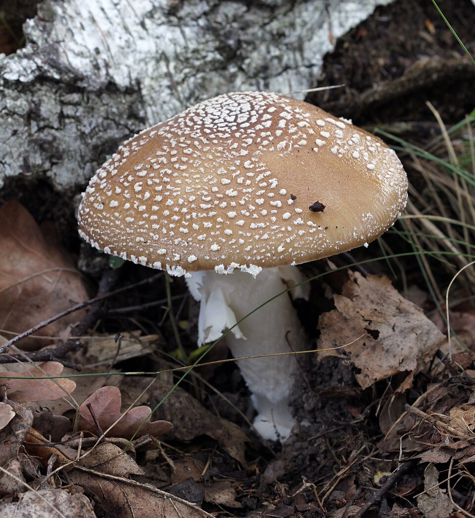 Foto di Tignosa bruna (Amanita pantherina)