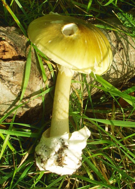 Foto di Tignosa verdognola (Amanita phalloides)