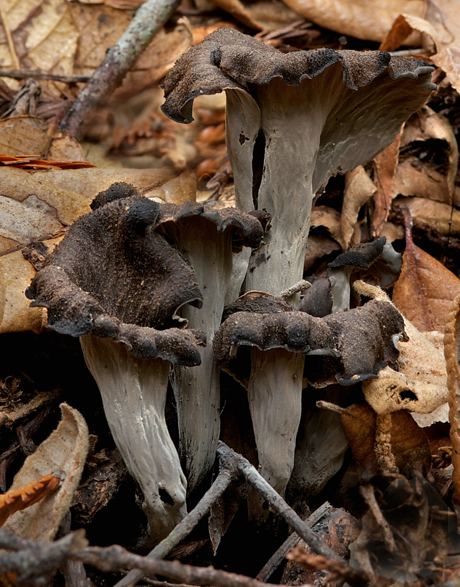Foto di Trombetta dei morti (Craterellus cornucopioides)