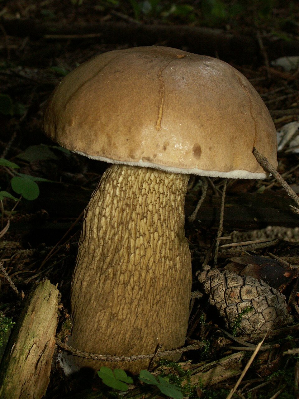 Foto di Boleto amaro (Tylopilus felleus)