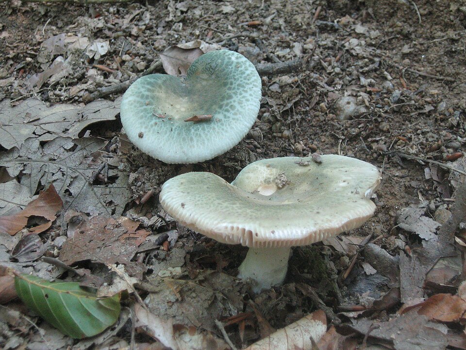 Foto di Verdone (Russula virescens)